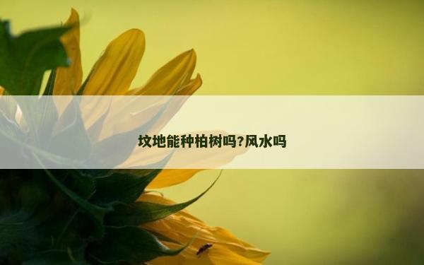 墳地能種柏樹嗎?風水嗎