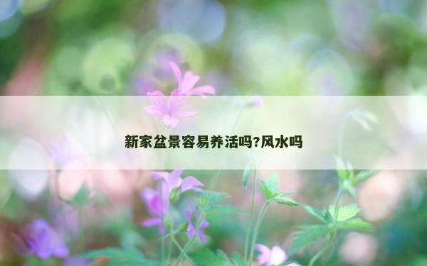 新家盆景容易養(yǎng)活嗎?風(fēng)水嗎