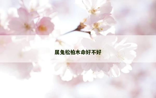 屬兔松柏木命好不好 屬兔松柏木命好不好
