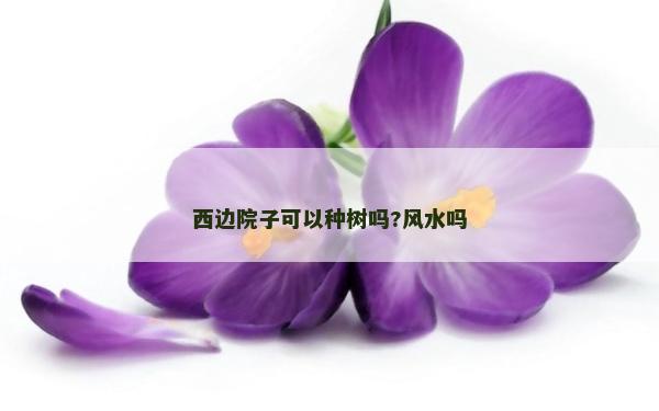 西邊院子可以種樹嗎?風水嗎