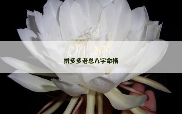 拼多多老總八字命格 拼多多老總八字命格