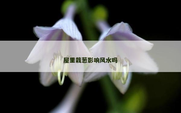 屋里栽蔥影響風水嗎