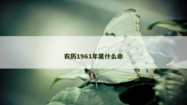 農(nóng)歷1961年屬什么命