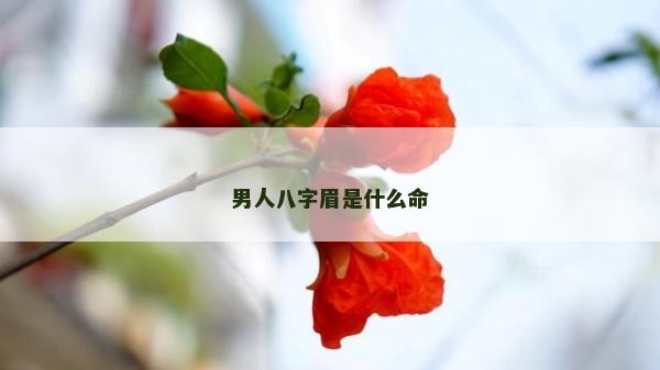 男人八字眉是什么命