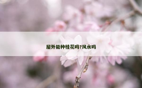 屋外能種桂花嗎?風水嗎