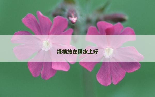 綠植放在風(fēng)水上好