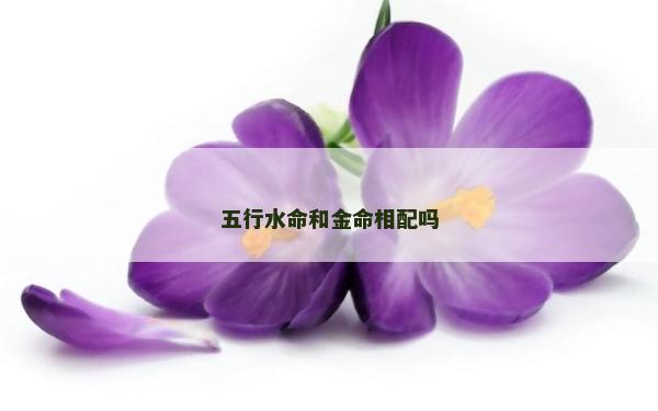 五行水命和金命相配嗎