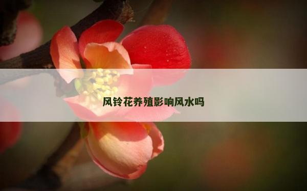 風鈴花養殖影響風水嗎