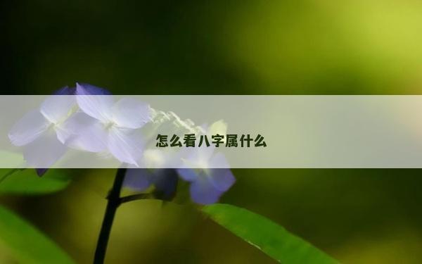 怎么看八字屬什么