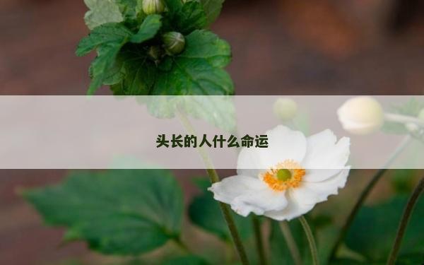 頭長的人什么命運 頭長的人什么命運