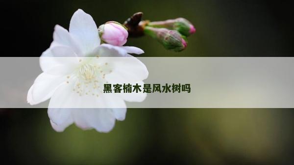 黑客楠木是風(fēng)水樹(shù)嗎