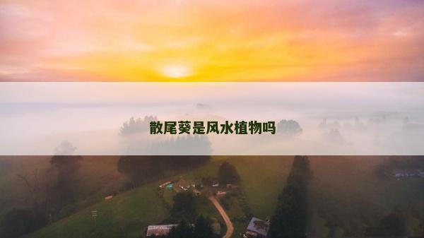 散尾葵是風水植物嗎