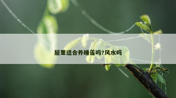 屋里適合養(yǎng)睡蓮嗎?風(fēng)水嗎