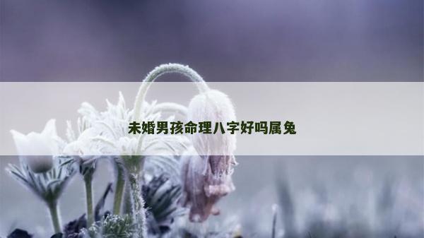 未婚男孩命理八字好嗎屬兔