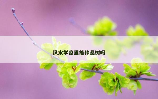 風水學家里能種桑樹嗎