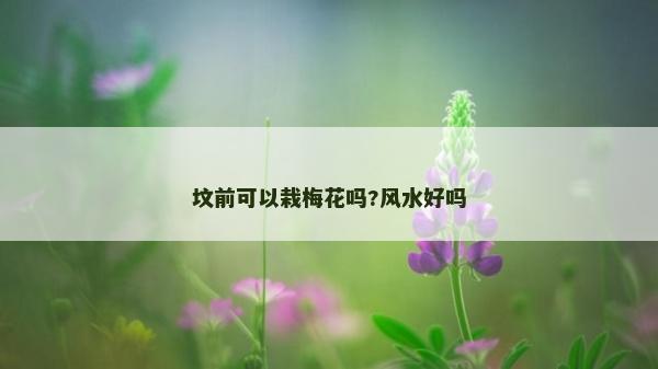 墳前可以栽梅花嗎?風水好嗎
