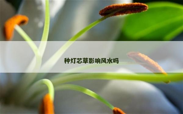 種燈芯草影響風水嗎