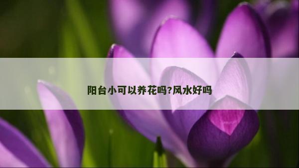 陽臺小可以養(yǎng)花嗎?風水好嗎