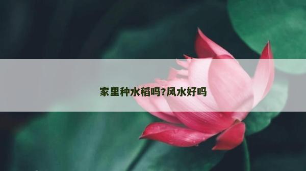 家里種水稻嗎?風水好嗎