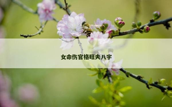 女命傷官格旺夫八字