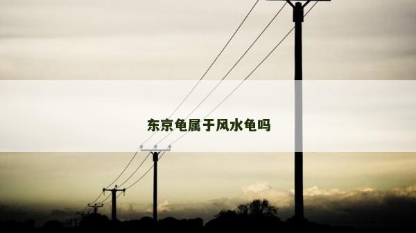東京龜屬于風水龜嗎