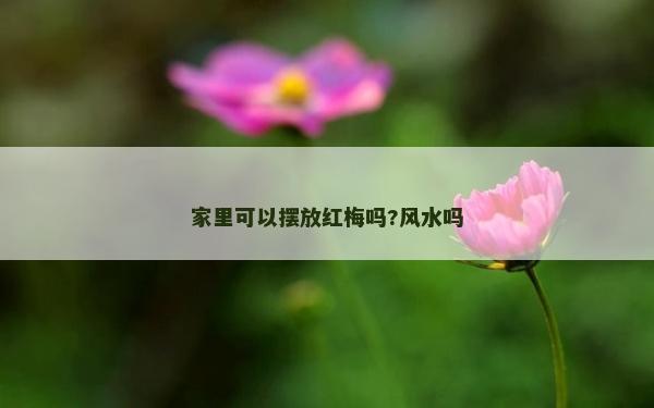 家里可以擺放紅梅嗎?風水嗎