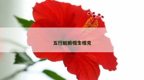 五行臟腑相生相克
