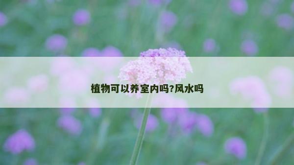 植物可以養室內嗎?風水嗎