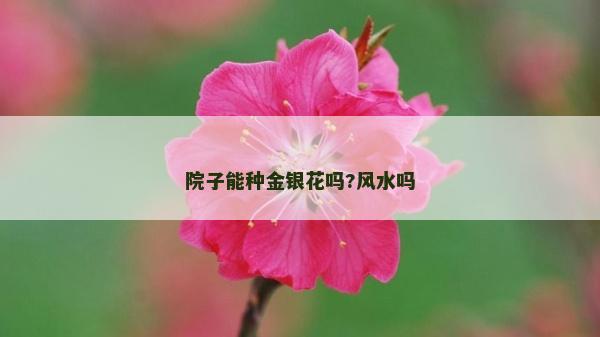 院子能種金銀花嗎?風水嗎 院子能種金銀花嗎?風水嗎