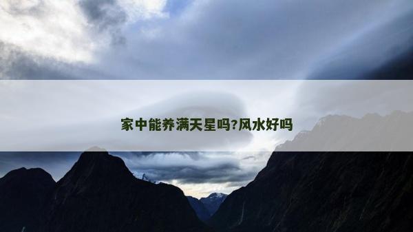 家中能養滿天星嗎?風水好嗎