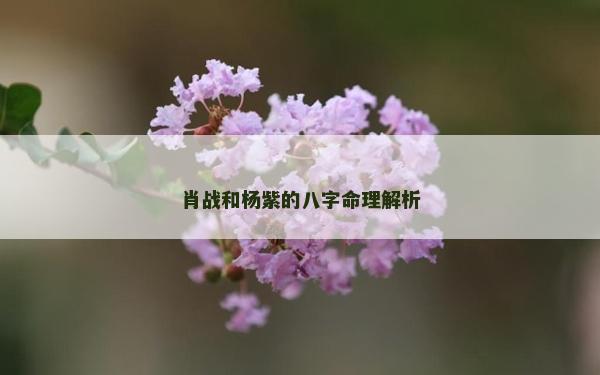 肖戰和楊紫的八字命理解析