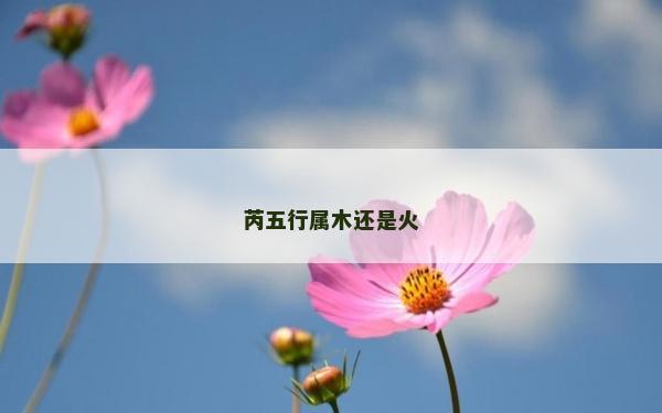 芮五行屬木還是火