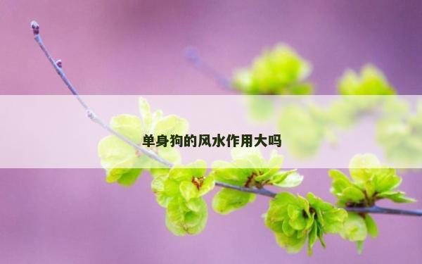 單身狗的風水作用大嗎