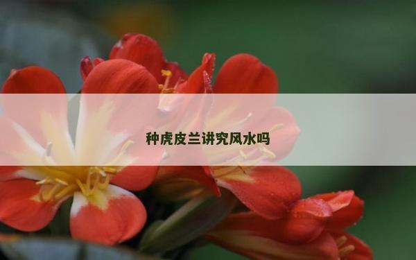 種虎皮蘭講究風水嗎