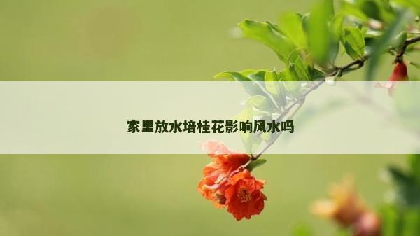 家里放水培桂花影響風(fēng)水嗎