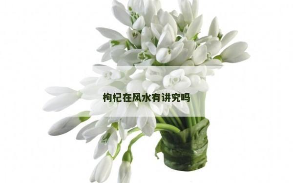 枸杞在風水有講究嗎