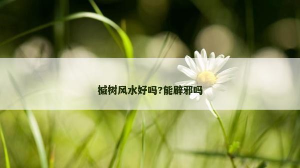 槭樹風水好嗎?能辟邪嗎
