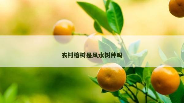 農村榕樹是風水樹種嗎