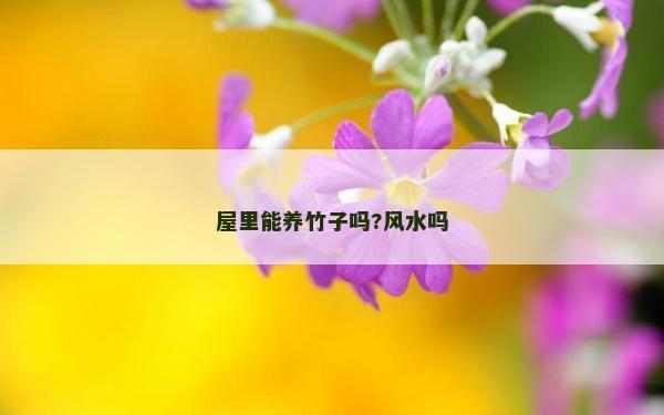 屋里能養竹子嗎?風水嗎