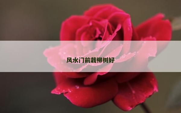 風水門前栽柳樹好