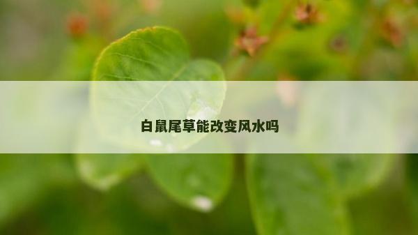 白鼠尾草能改變風水嗎