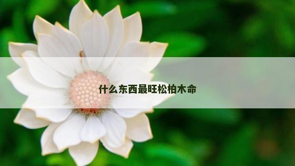 什么東西最旺松柏木命