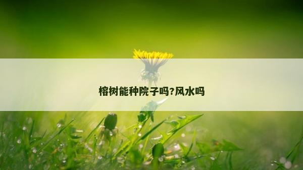 榕樹(shù)能種院子嗎?風(fēng)水嗎 榕樹(shù)能種院子嗎?風(fēng)水嗎