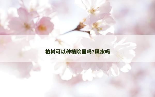 柏樹可以種植院里嗎?風水嗎