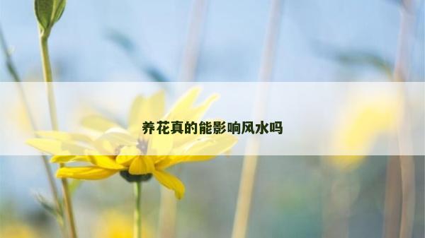 養花真的能影響風水嗎 養花真的能影響風水嗎