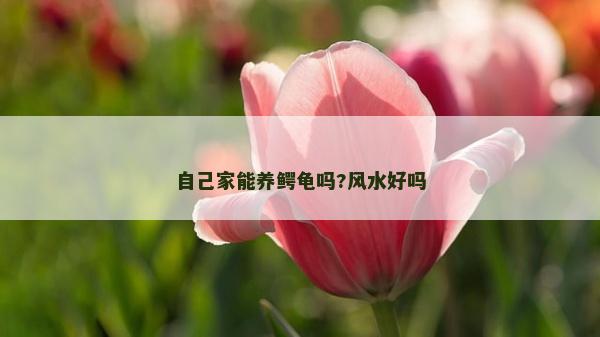 自己家能養(yǎng)鱷龜嗎?風(fēng)水好嗎