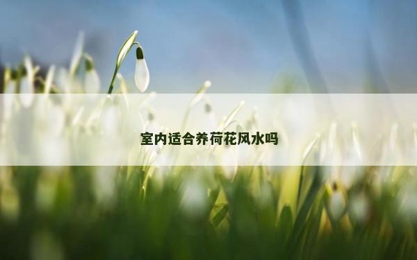 室內(nèi)適合養(yǎng)荷花風水嗎