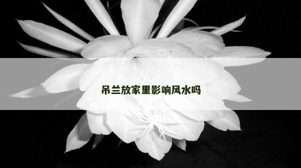 吊蘭放家里影響風水嗎