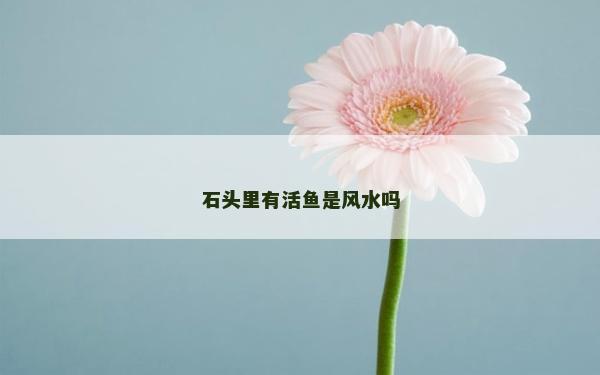 石頭里有活魚是風水嗎