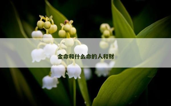 金命和什么命的人和財